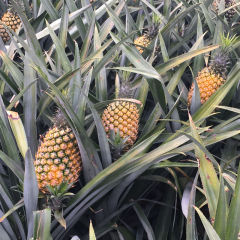 Standardverfahren Bromelain 2400 GDU Protease Hersteller von Enzympräparaten haben Preisvorteile