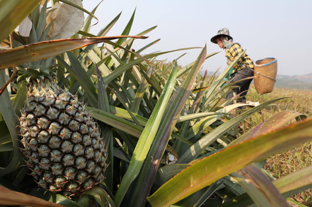 Bromelain pineapple enzyme 2400GDU use in industry of Dietary supplements