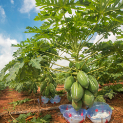 papaya protease 1000TU/MG Used for protein food processing