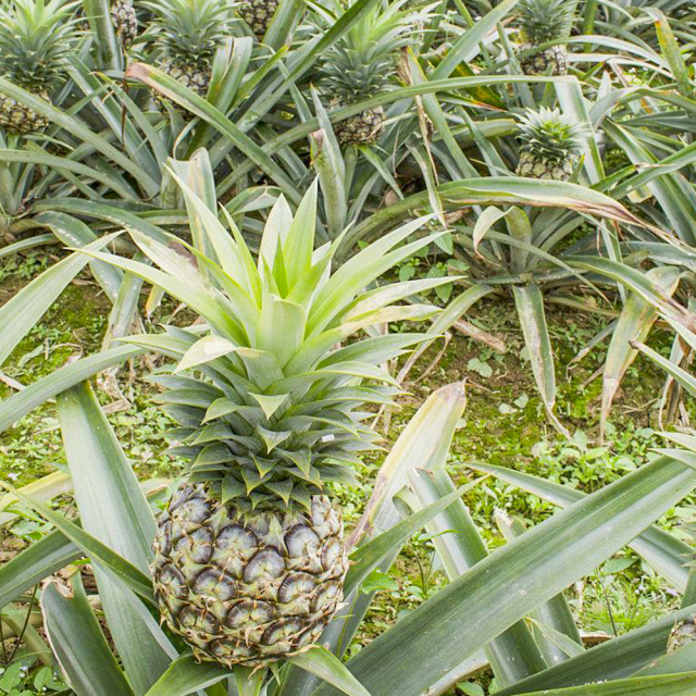 Bromelain in pineapple juice 2400GDU use in industry of dietary supplement Medical