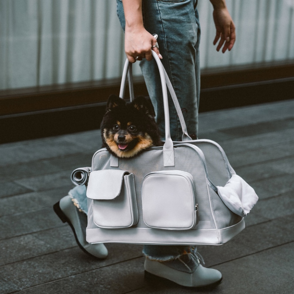 Zoozoy Breathable Mesh Lightweight Pet Carrier