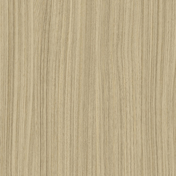 Eucalyptus-81397,MY SHOP,Eucalyptus-81397