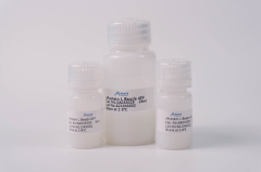 rProtein L Beads 4FF
