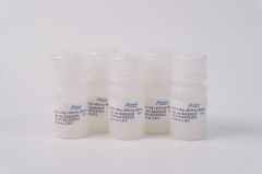 Anti-c-Myc Affinity Beads