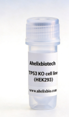 TP53 Knockout cell line (HEK293)