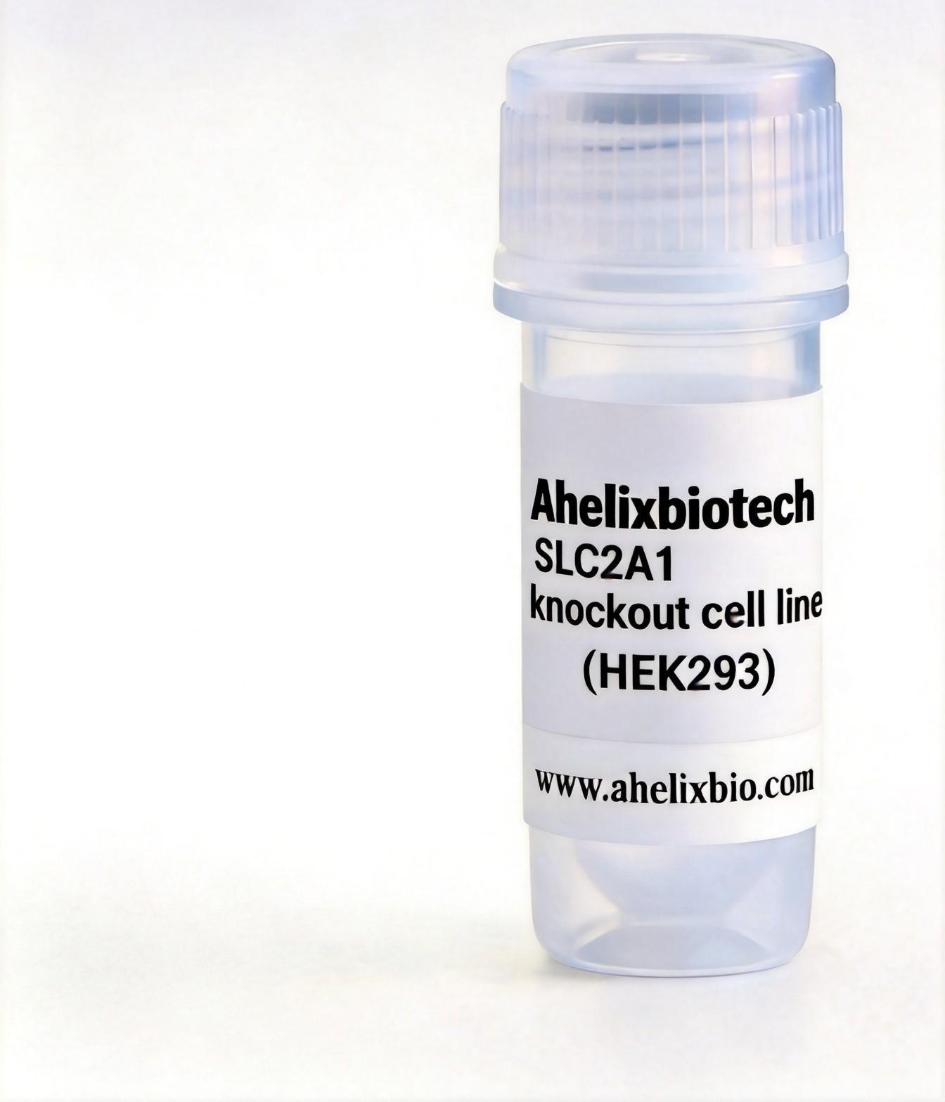 SLC2A1 Knockout cell line (HEK293)