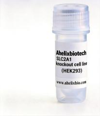 SLC2A1 Knockout cell line (HEK293)