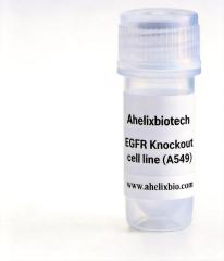 EGFR Knockout cell line (A549)