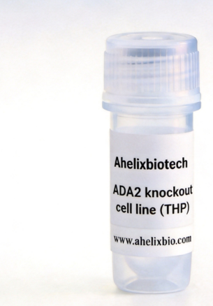 ADA2 Knockout cell line (THP-1)