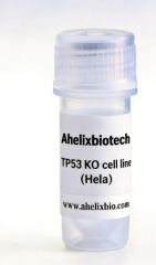 TP53 Knockout cell line (HeLa)