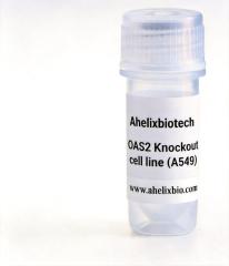OAS2 Knockout cell line (A549)