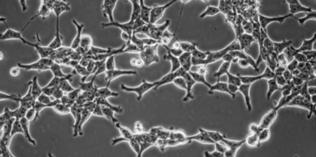 TP53 Knockout cell line (HEK293)