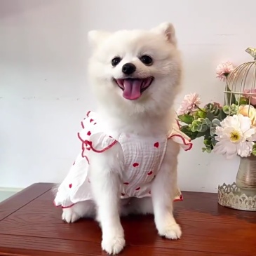 Spring and summer pet dresses