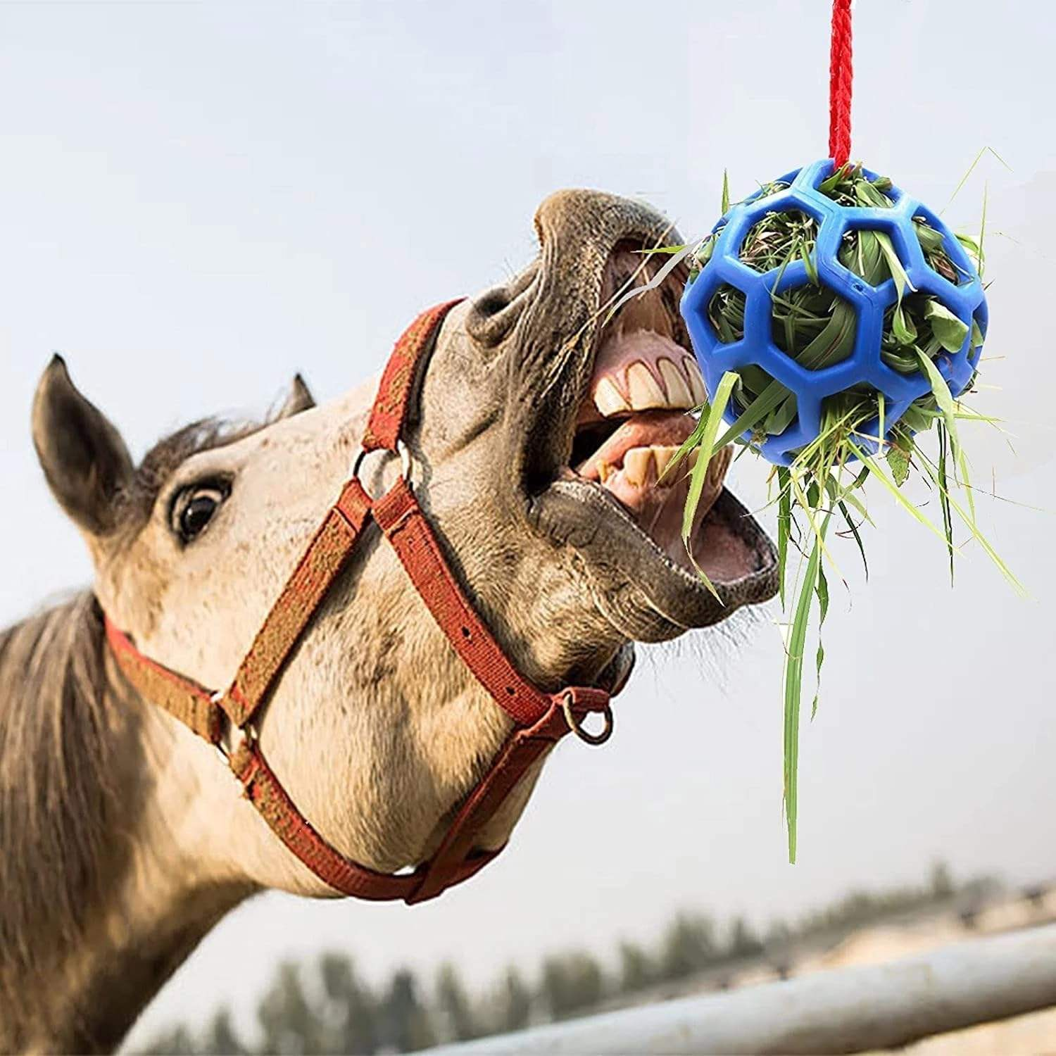 Horse Ball,MY SHOP,Horse Ball
