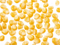 FROZEN SWEET CORN GRAINS（20LB）