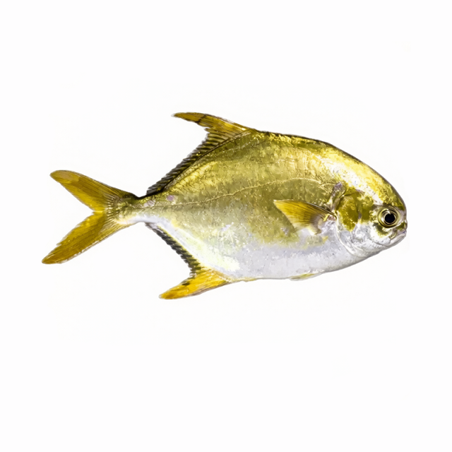 Frozen Golden Pompano