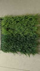 Soccer Field Turf Artificial Turf for Sale,cheap Sports Flooring Football Artificial Grass,MY SHOP,Soccer Field Turf Artificial Turf for Sale,cheap Sports Flooring Football Artificial Grass