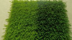 Factory Outlet Tennis Court Synthetic Turf Grass With High Quality,MY SHOP,Factory Outlet Tennis Court Synthetic Turf Grass With High Quality