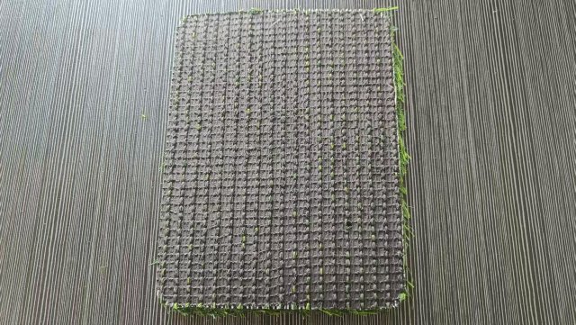 New fashionable artificial Turf Suitable for PP+PE Material for yard garden to  New Zeland with moq 2000sqm,Qianshu Turf,New fashionable artificial Turf Suitable for PP+PE Material for yard garden to  New Zeland with moq 2000sqm