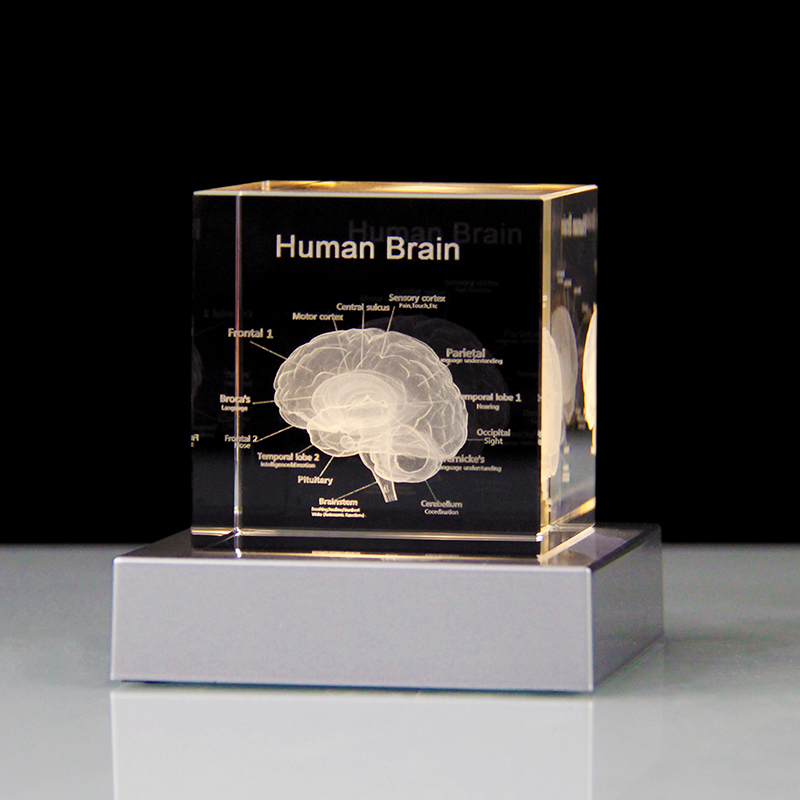 3D Human Brain Anatomy Model Medical Gifts Crystal Cube Engraved Brain Glass Block Doctor Pharmaceutical Company Gifts