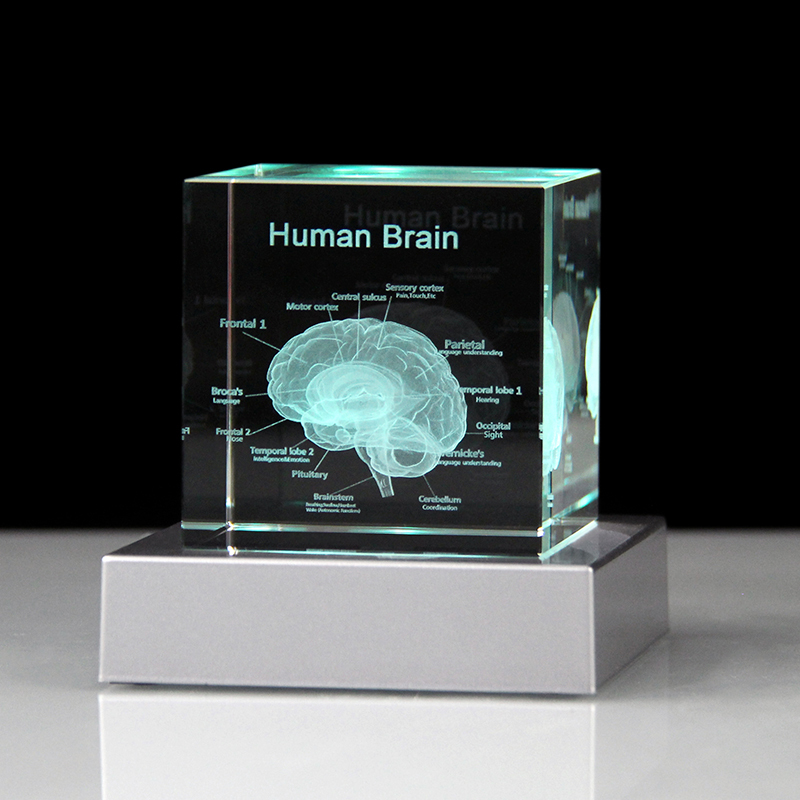 3D Human Brain Anatomy Model Medical Gifts Crystal Cube Engraved Brain Glass Block Doctor Pharmaceutical Company Gifts
