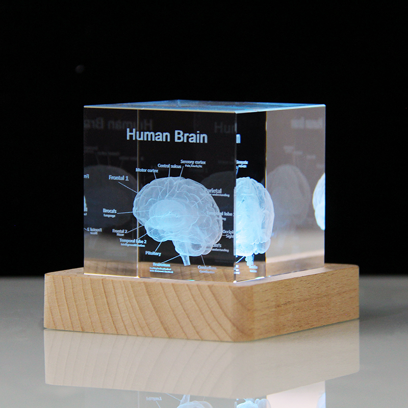 3D Human Brain Anatomy Model Medical Gifts Crystal Cube Engraved Brain Glass Block Doctor Pharmaceutical Company Gifts