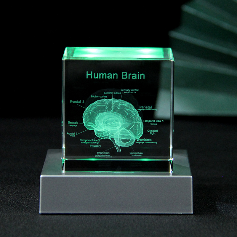 3D Human Brain Anatomy Model Medical Gifts Crystal Cube Engraved Brain Glass Block Doctor Pharmaceutical Company Gifts