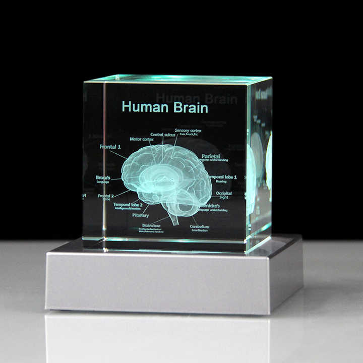 3D Human Brain Anatomy Model Medical Gifts Crystal Cube Engraved Brain Glass Block Doctor Pharmaceutical Company Gifts