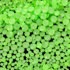 Mocha Light‑Green