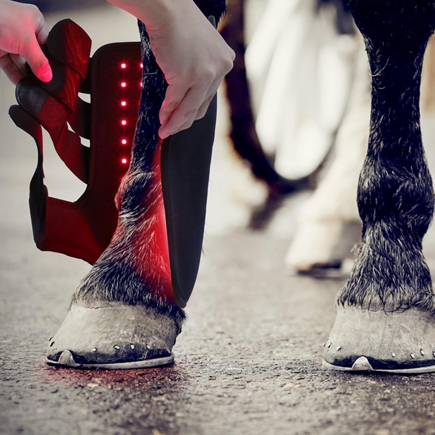 Horse red light treatment boots