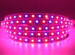 GS8208 5050 RGB 60 Pixel 60 LEDs 12V 10mm Addressable LED Strip,Whymelighting – Pro LED Strips & Diffused Blocks, Factory Direct,GS8208 5050 RGB 60 Pixel 60 LEDs 12V 10mm Addressable LED Strip