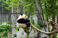 12-Day Beijing, Xi'an, Chongqing & Chengdu Tour