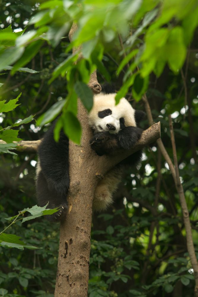 Route 6: Chengdu-Chongqing-Guilin-Guangzhou (12-Day)