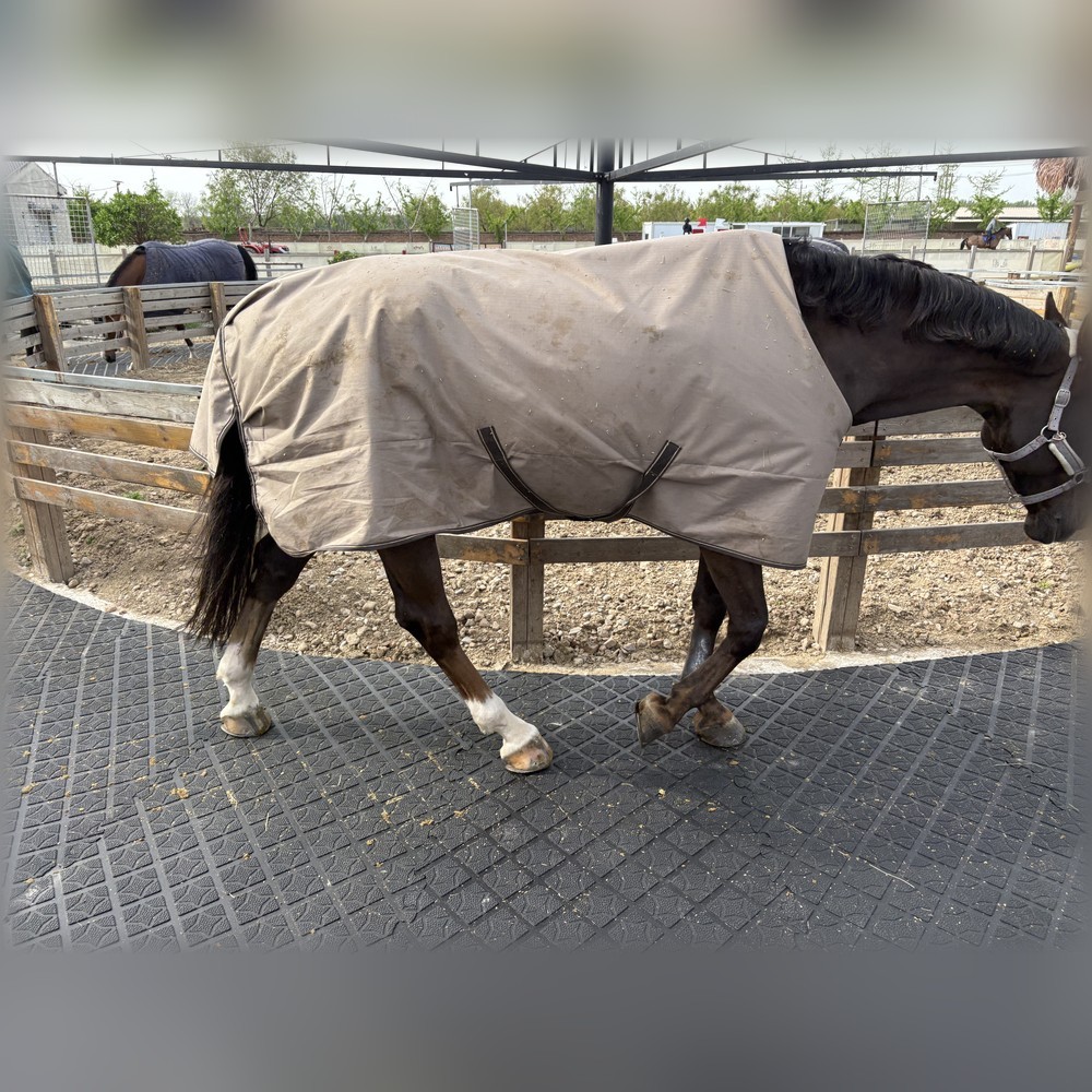 Star Pattern Horse Walker Mat,MY SHOP,Star Pattern Horse Walker Mat