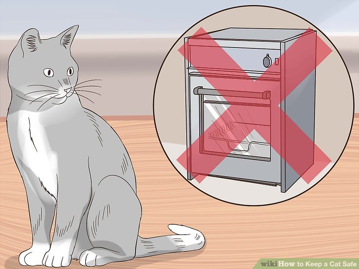 How to Keep a Cat Safe