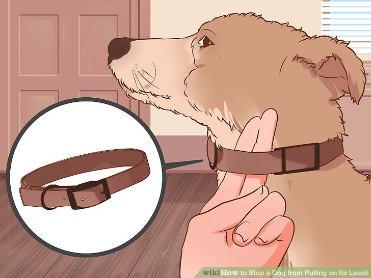 How to Stop a Dog from Pulling on Its Leash