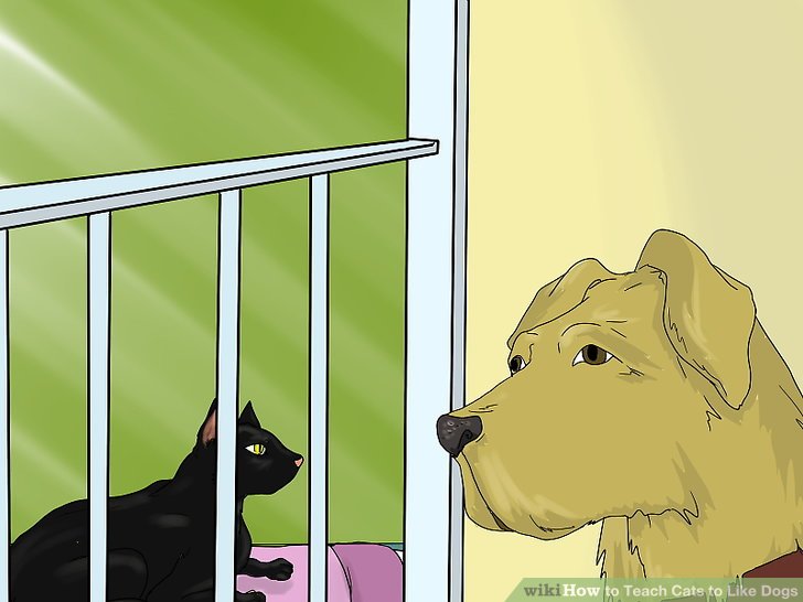 How to Teach Cats to Like Dogs