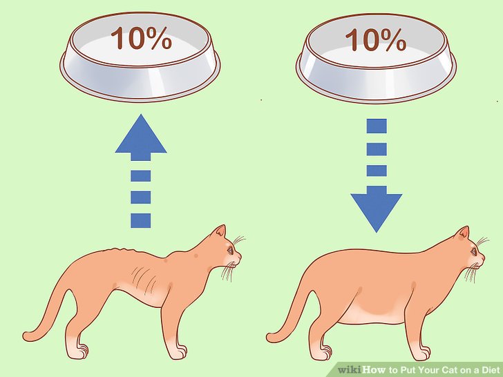 Кошка сбросила с конструкции один кубик. To Feed a Cat рисунки. Wiki how Cat. Мишка ФИДЕ кошки. Cat on a Diet.