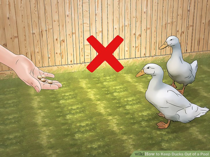 How to Keep Ducks Out of a Pool