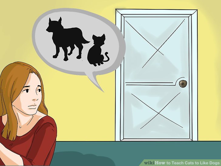 How to Teach Cats to Like Dogs