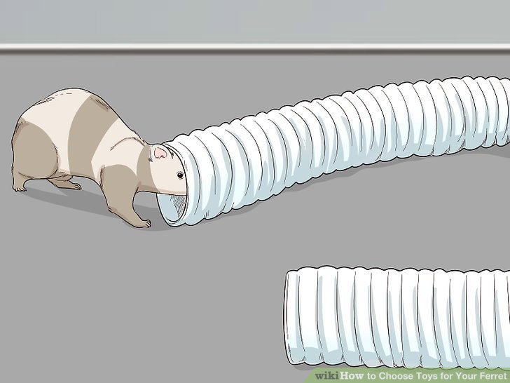 How to Choose Toys for Your Ferret