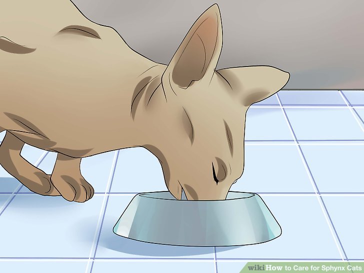 How to Care for Sphynx Cats