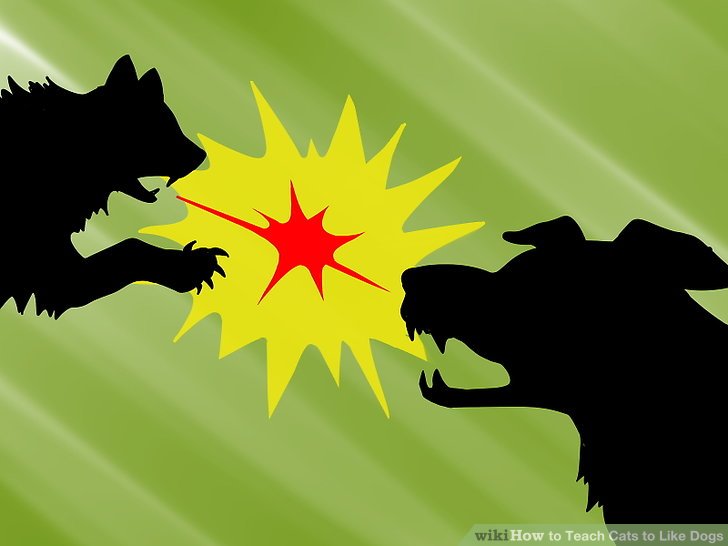 How to Teach Cats to Like Dogs